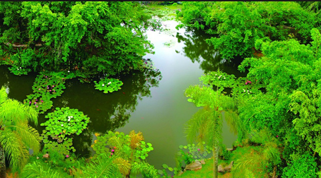 水生植物园